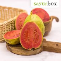 Sayurbox Jambu Biji Merah Conventional 500 gram (JABODETABEK ONLY)